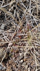 Haemobaphus concinnus