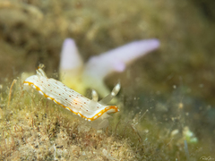 Goniobranchus pseudodecorus