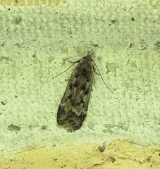 Anacampsis populella