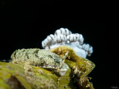 Dermatobranchus semilunus