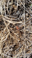 Haemobaphus concinnus