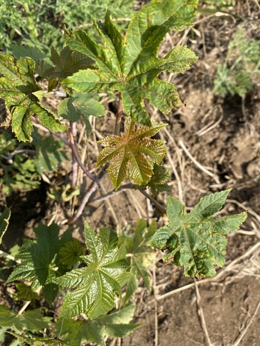 castor bean