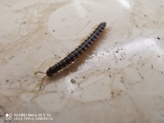 Oxidus gracilis
