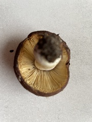 Russula aurea
