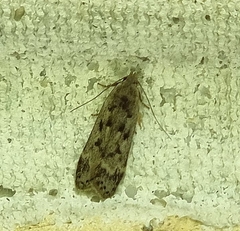 Anacampsis populella