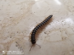 Oxidus gracilis