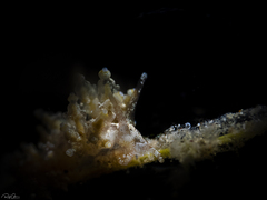 Eubranchus ocellatus