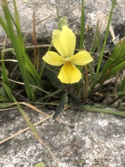 Viola lutea