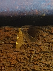 Hypsopygia thymetusalis