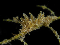 Eubranchus ocellatus