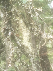 Usnea barbata