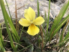 Viola lutea