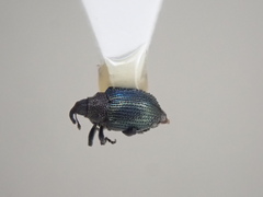 Ceutorhynchus erysimi