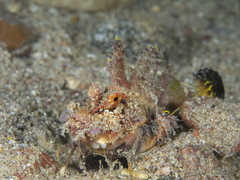 Inimicus filamentosus