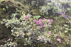 Rhododendron lepidotum