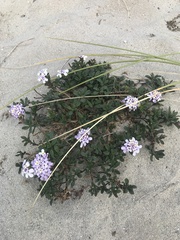 Iberis procumbens