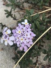 Iberis procumbens
