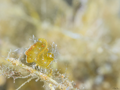 Phycocaris simulans