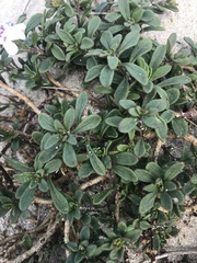 Iberis procumbens