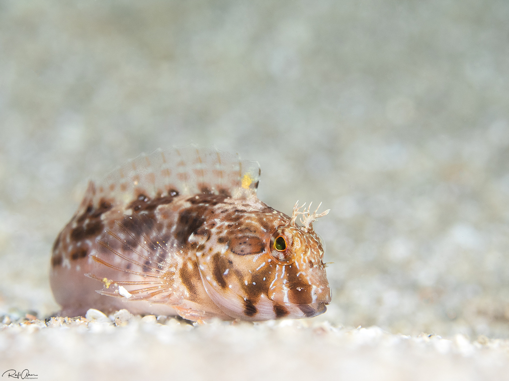 Cyclops blenny (Parablennius cyclops) — Blenniidae