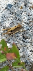 Chorthippus macrocerus assimilis