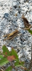 Chorthippus macrocerus assimilis