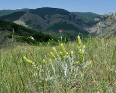 Sideritis catillaris