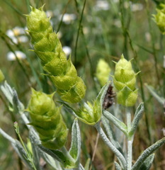 Sideritis catillaris