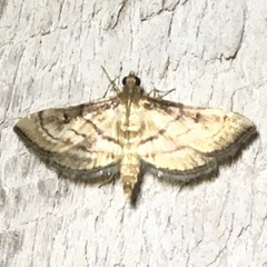 Marasmia cochrusalis