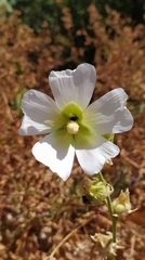 Alcea nudiflora