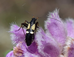 Alloeonotus fulvipes