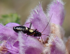 Alloeonotus fulvipes