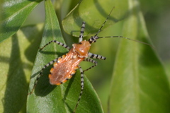 Pselliopus latispina