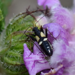 Alloeonotus fulvipes
