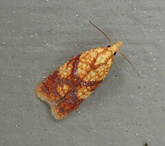 Sparganothis lycopodiana