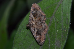 Toxonprucha repentis