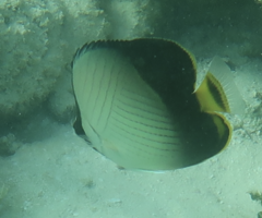 Chaetodon decussatus