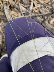 Digitaria parviflora