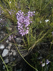 Allium rubens