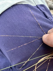 Digitaria parviflora