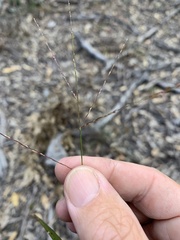 Digitaria parviflora