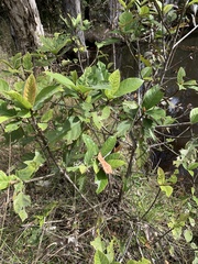 Ficus congesta