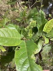 Ficus congesta
