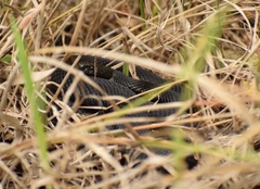 Vipera nikolskii