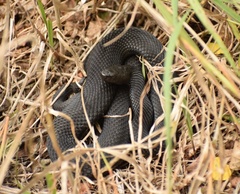 Vipera nikolskii