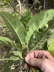 Ficus congesta