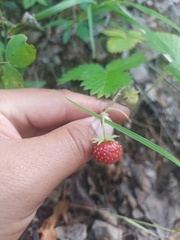 Fragaria orientalis