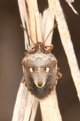 Stagonomus bipunctatus