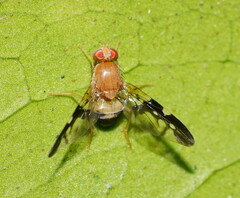 Dirioxa pornia