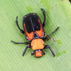 Clinterocera bicolor